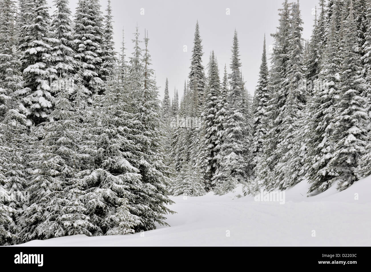 Lodgepole pine (Pinus contorta) foresta con neve fresca, Vernon, BC, Canada Foto Stock