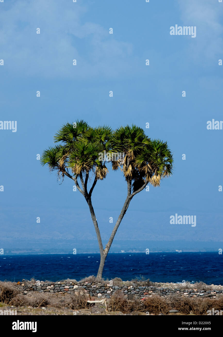 Doum Palm, Tajourah, Gibuti Foto Stock
