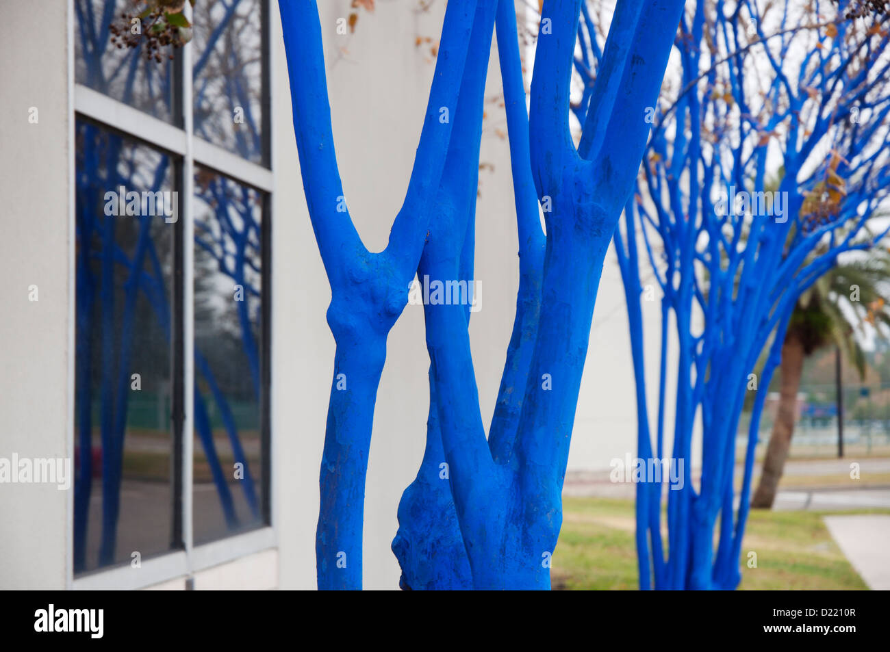 Alberi blu da Konstantin Dimopoulos Foto Stock