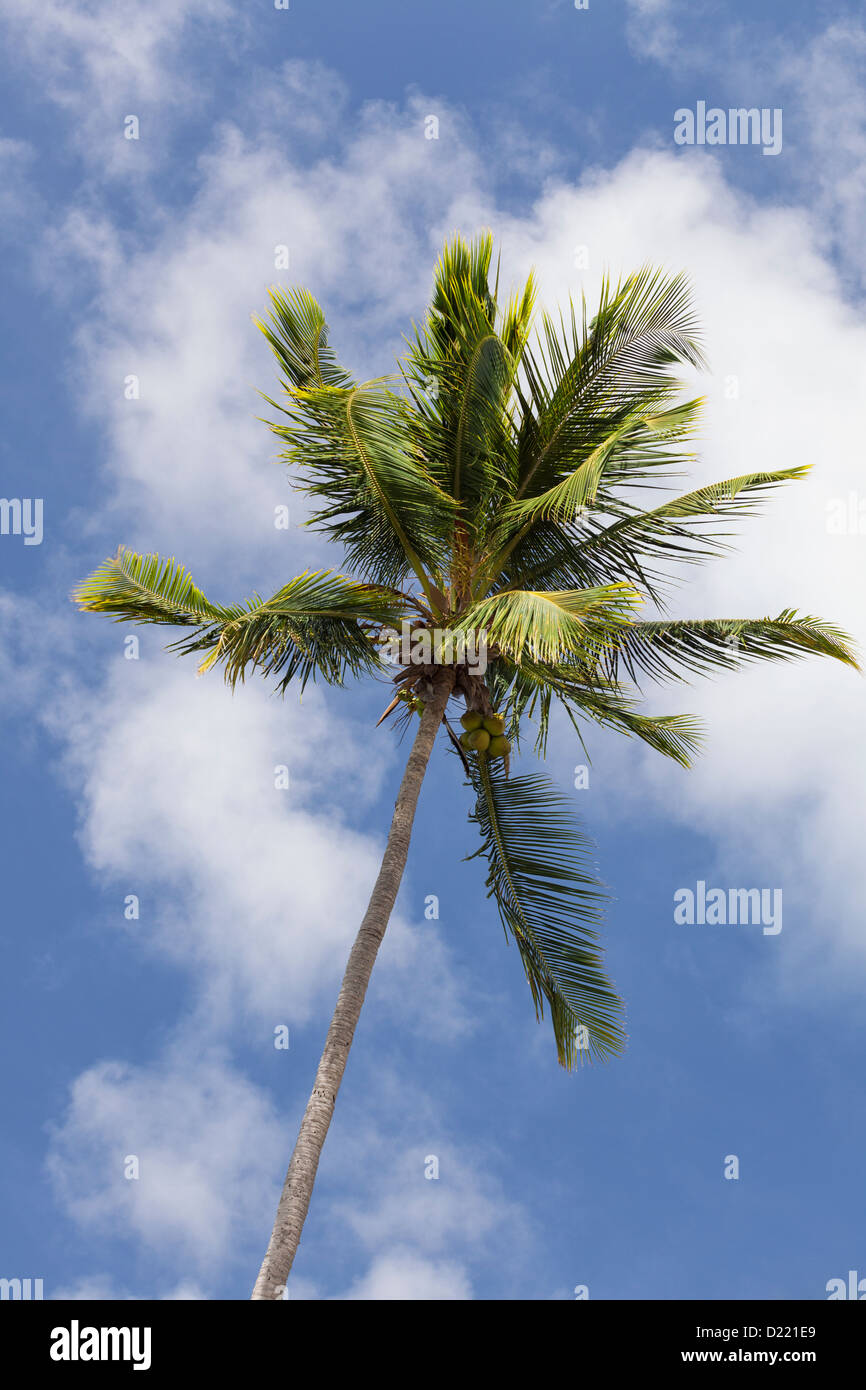 Palm Tree e il cielo a Fajardo, Puerto Rico Foto Stock