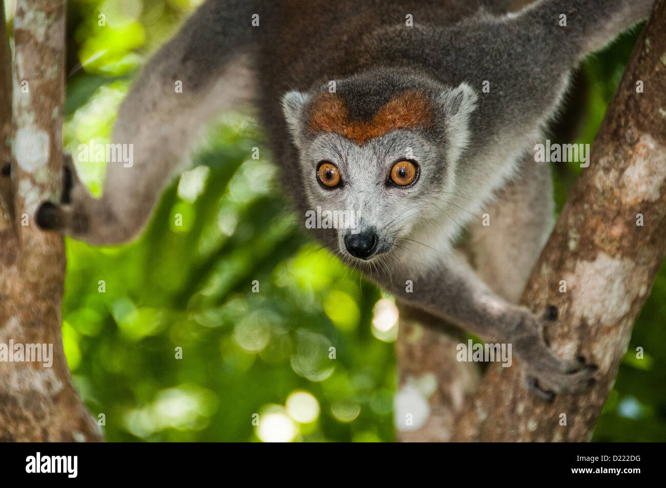 Lemure coronato nel selvaggio, Madagascar Foto Stock