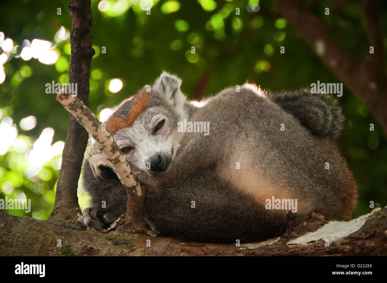 Lemure coronato dormendo nel selvaggio su un albero, Madagascar Foto Stock
