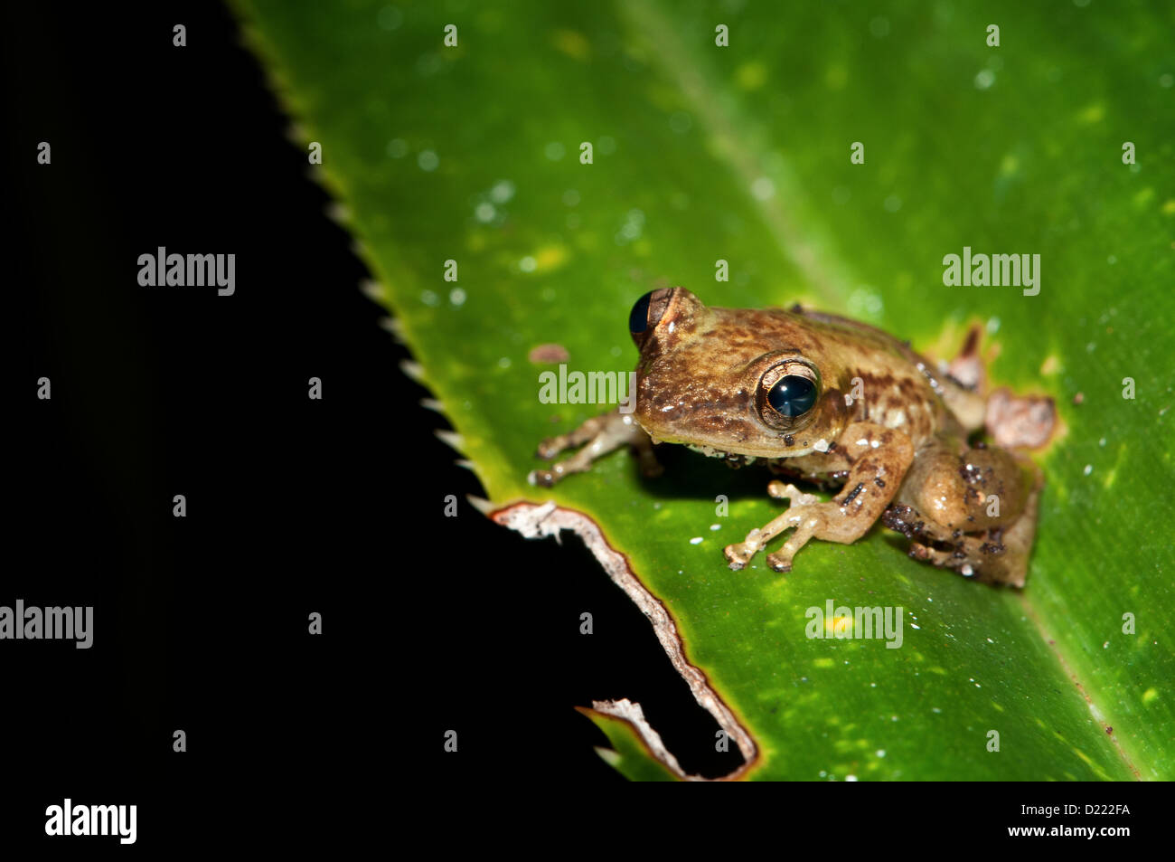 Vista laterale di una rana seduta su una foglia Foto Stock