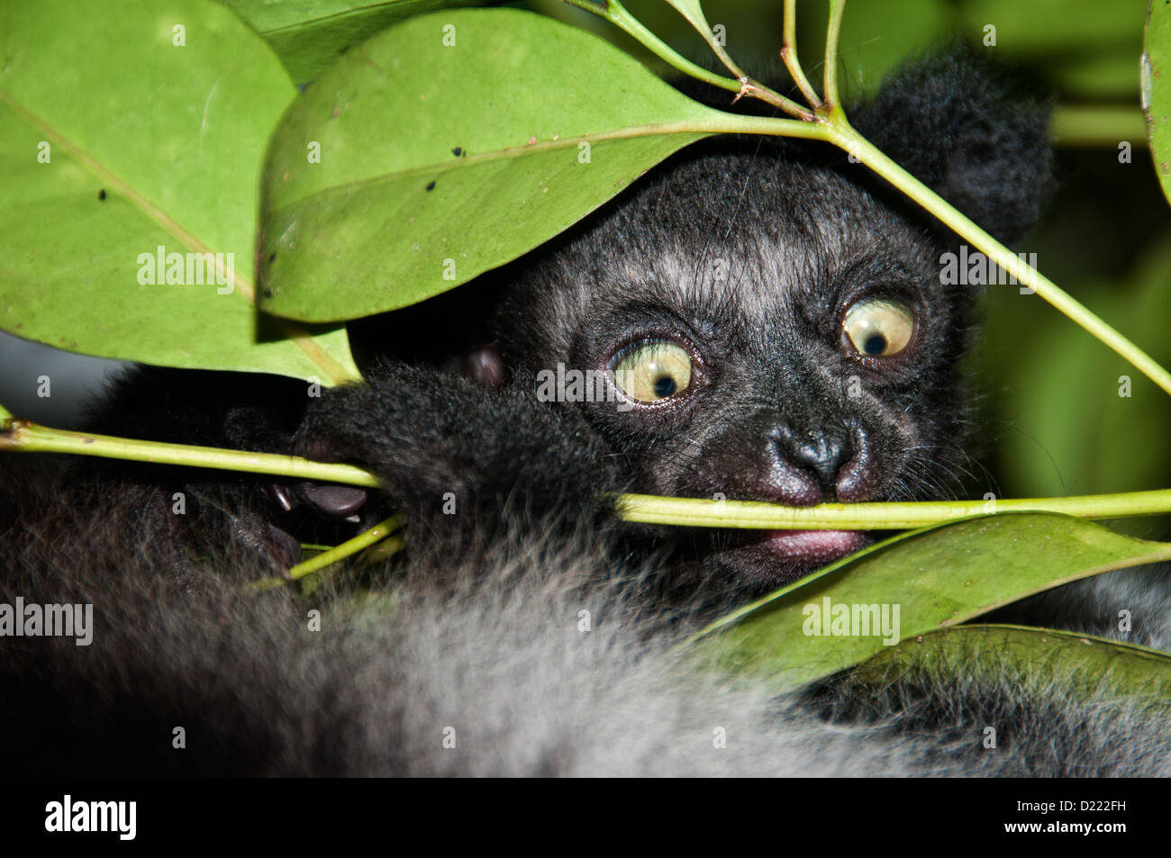 Baby di un lemure Indri Indri, ancora portato e alimentato da sua madre Foto Stock