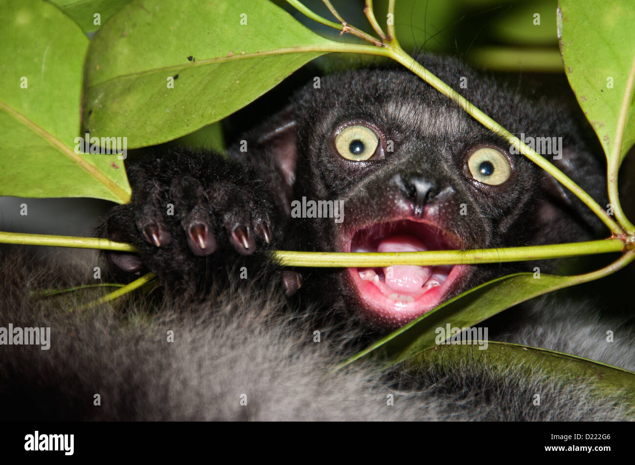 Baby di un lemure Indri Indri, ancora portato e alimentato da sua madre Foto Stock