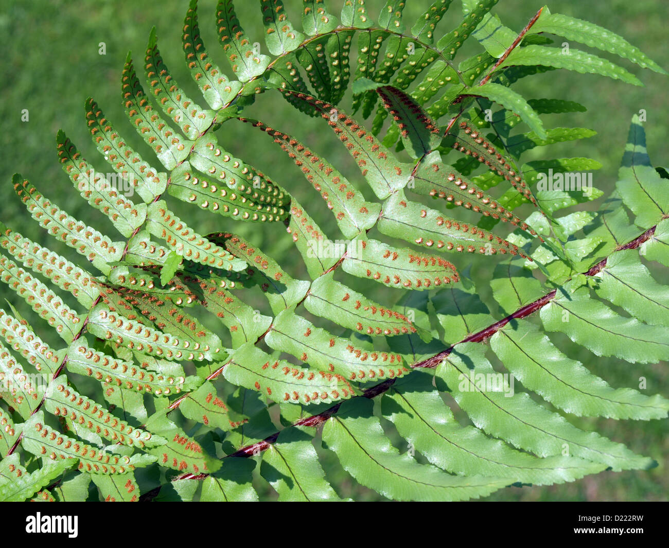 Sacco di piccolo marrone fern spore sotto le foglie Foto Stock