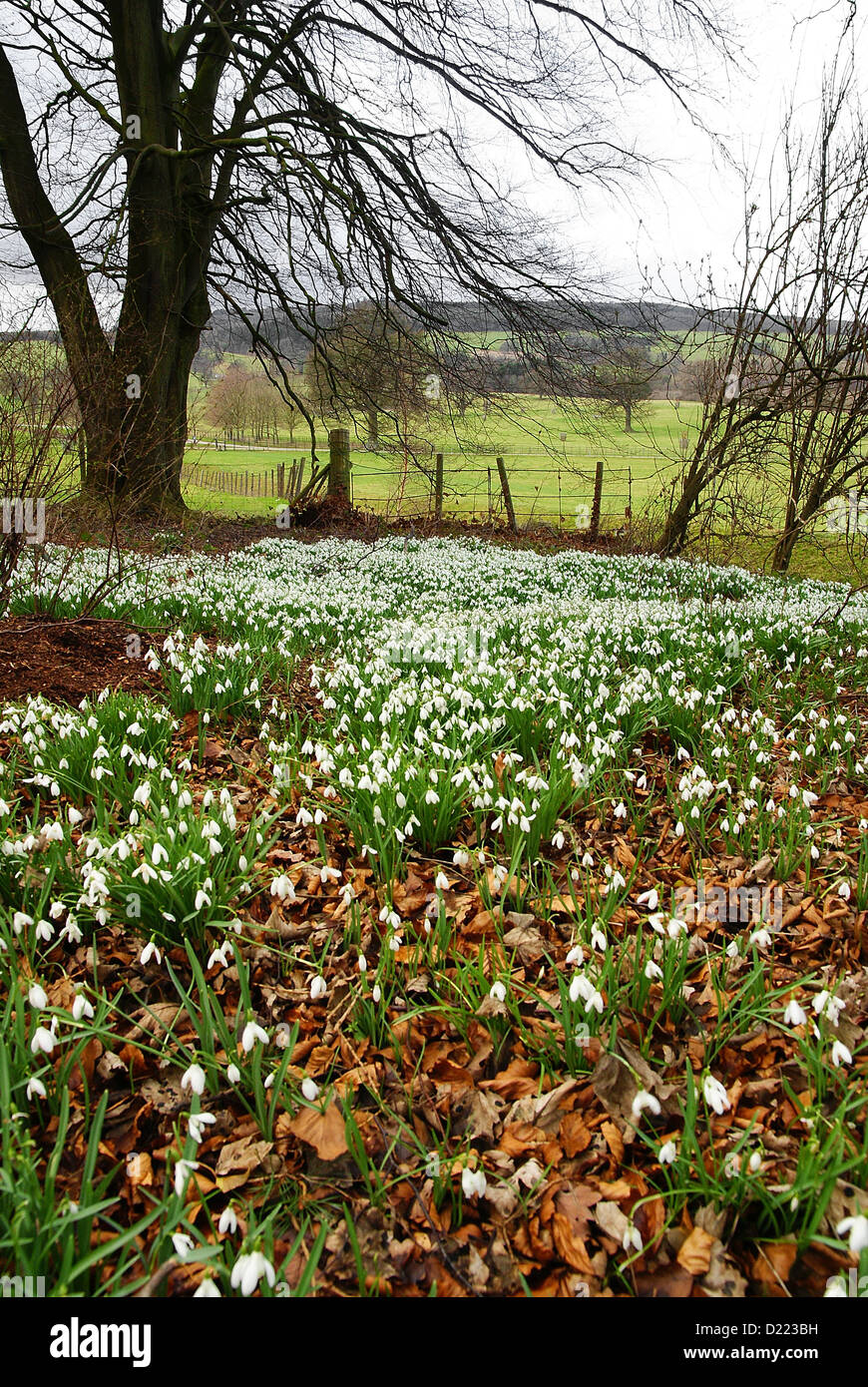 Un tappeto di snowdrops Spring tempo nelle vicinanze Chirk nel Galles del Nord Foto Stock