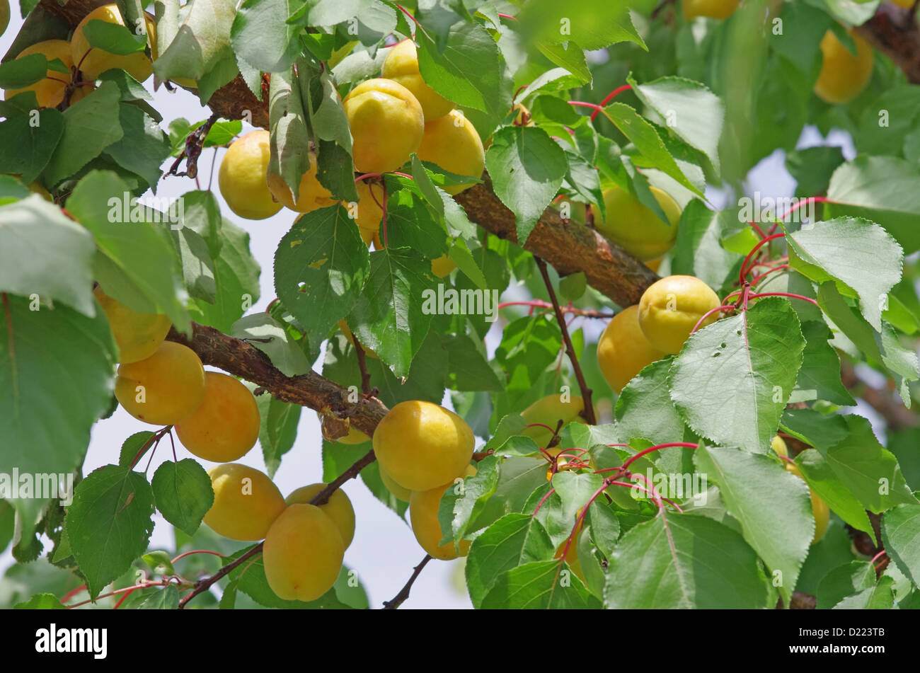 Albero di albicocche con frutti in giardino Foto Stock