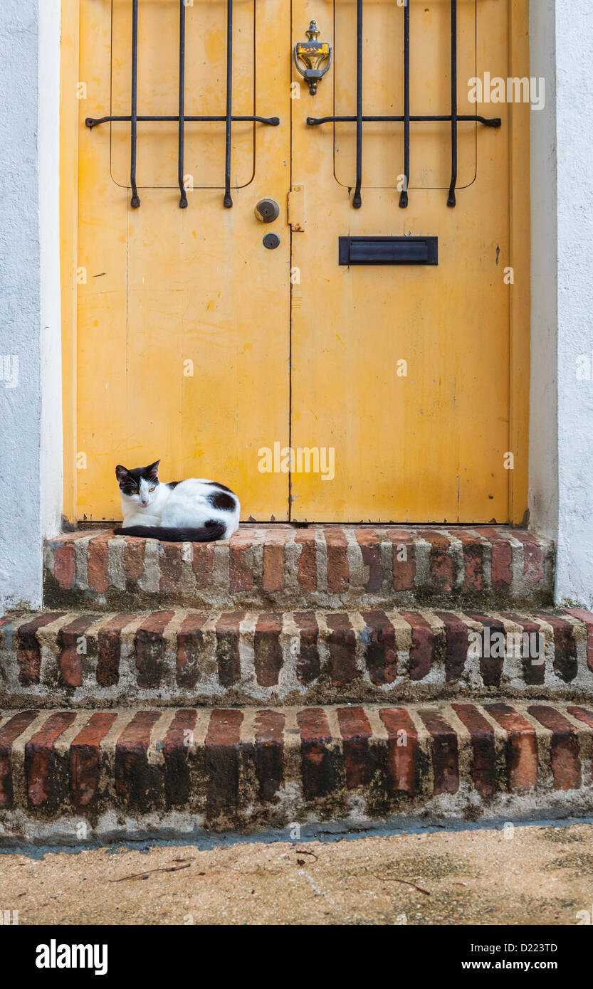 San Juan è stracarico di senzatetto gatti. Essi trascorrere le loro giornate appendere fuori su portali di Old San Juan, Puerto Rico Foto Stock