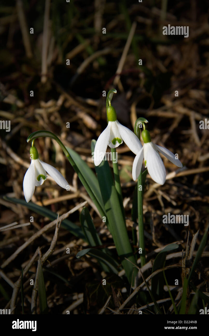 Un piccolo agglomerato di tre splendide bianchi bucaneve Foto Stock