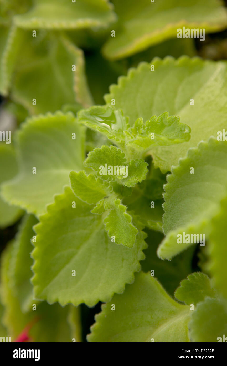 Origano cubano di timo latifoglie Foto Stock