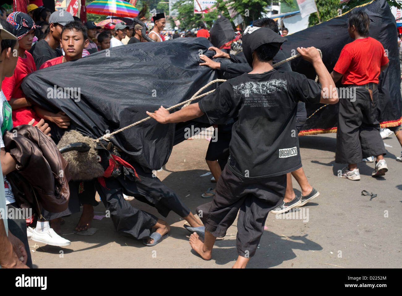 Bovini di gestori di "' provare a controllare stampeding buffallo umano durante un Harvest Festival parata nel villaggio Tumpang, Java, Indonesia Foto Stock