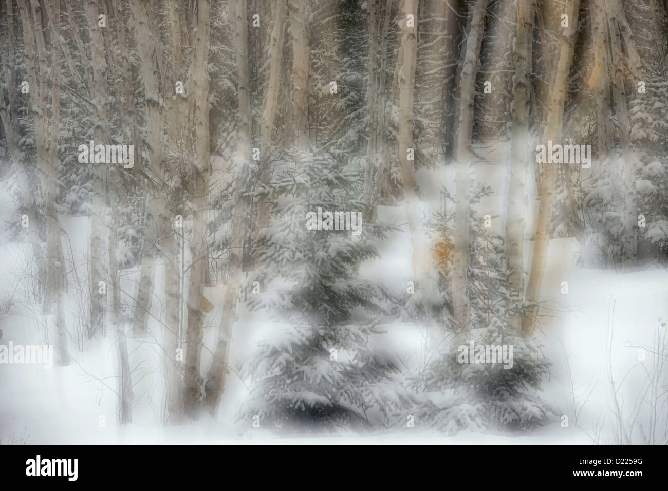 La Betulla woodlot in inizio inverno, maggiore Sudbury (vivace), Ontario, Canada Foto Stock