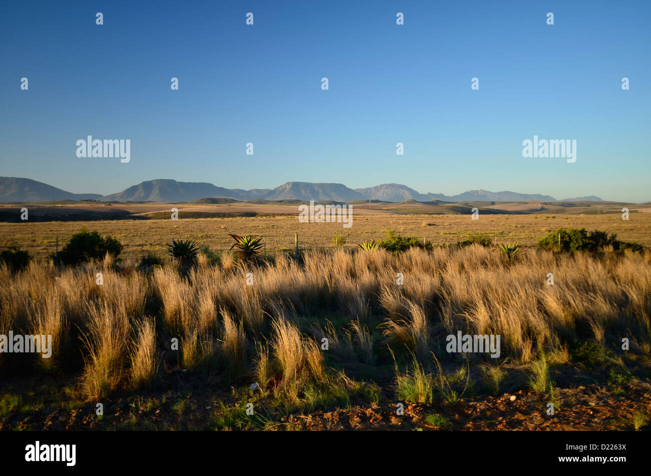 Foto dell'Africa,Karoo paesaggio di erba Foto Stock