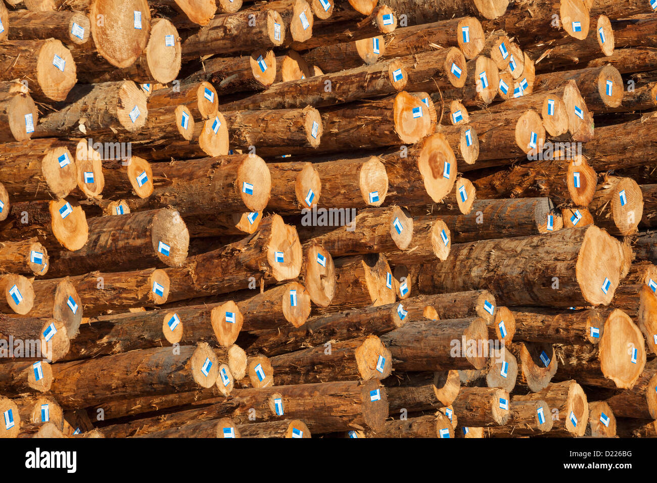 Pile di tronchi da utilizzare per il legname, Coos Bay, Oregon Foto Stock