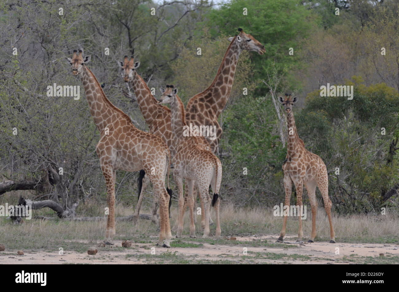 Foto dell'Africa,gruppo di giraffe in piedi di fronte alla fotocamera Foto Stock