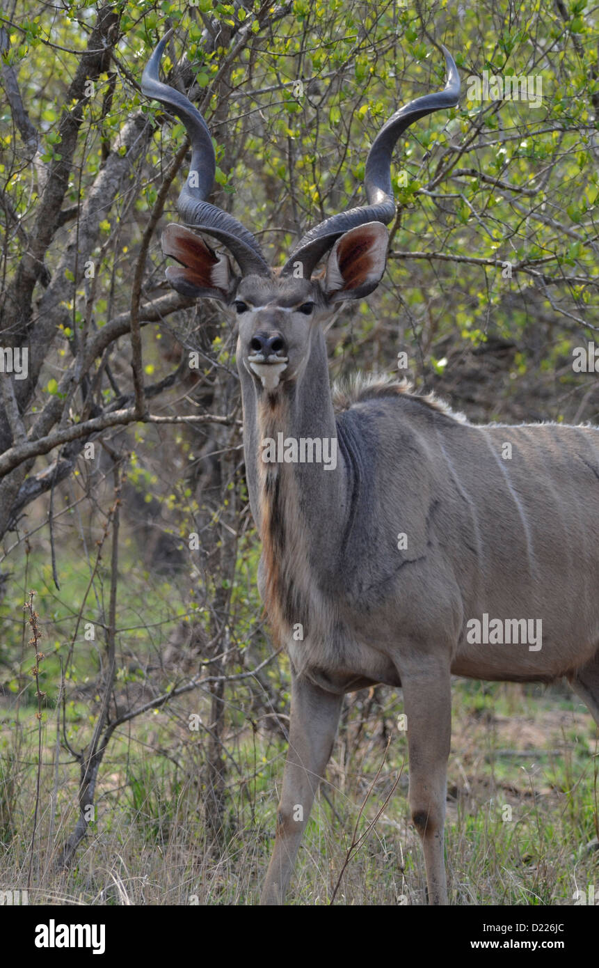 Foto dell'Africa,Kudu Bull di fronte alla fotocamera Foto Stock