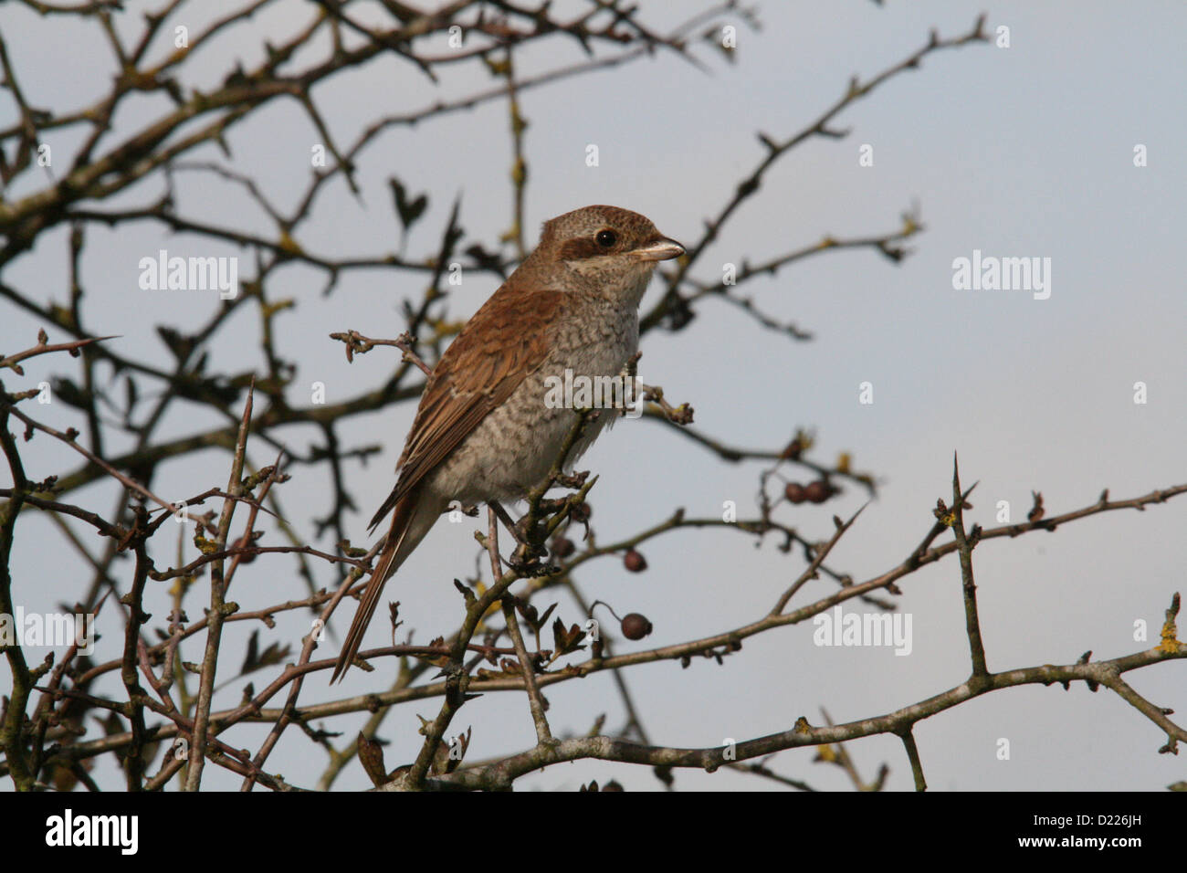 I capretti Red-Backed Shrike in inverno biancospino bush Foto Stock