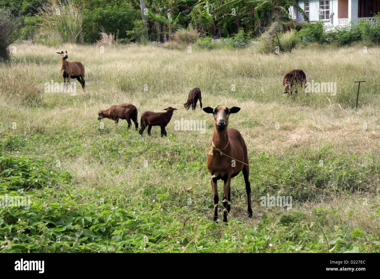 Caraibi capre che di fatto sono in Barbados nera pecora panciuto Foto Stock