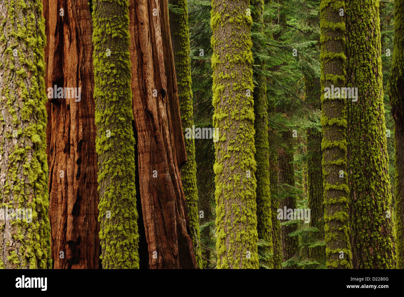 Sequoia e redwood alberi di Sequoia National Park, California. Foto Stock