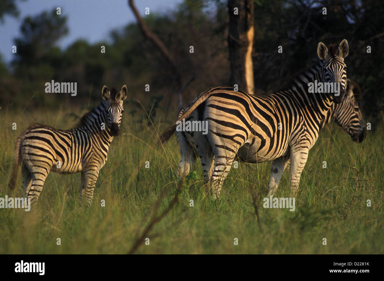 Foto di Africa, pianure Zebra nel lungo erba verde con il bambino Foto Stock