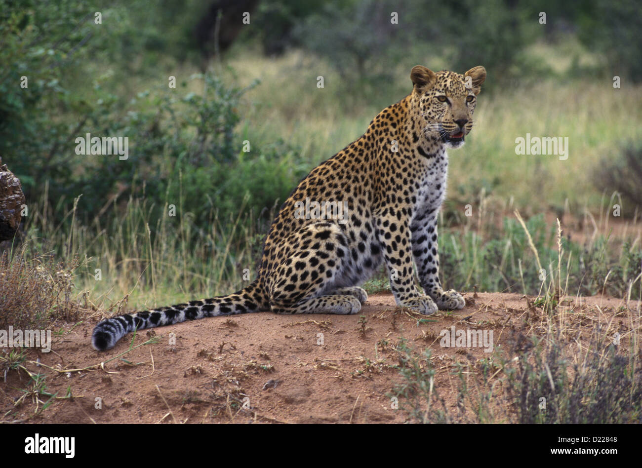 Foto di Africa, Leopard sedersi sulla termite hill Foto Stock