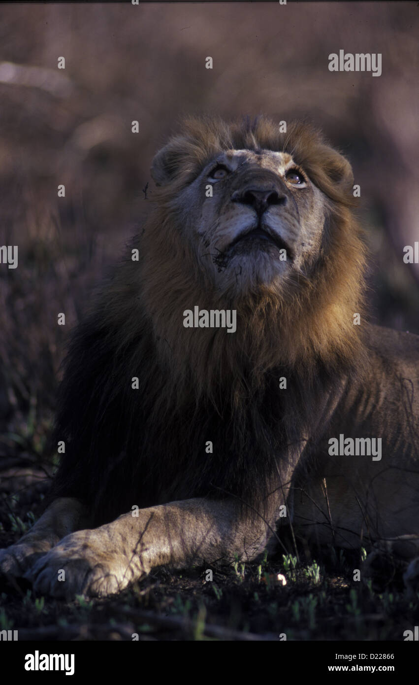Foto di Africa, Maschio Lion cercando Foto Stock