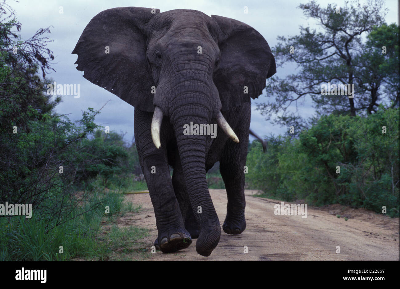 Foto di Africa, African Bull Elephant stand in strada con testa in alto Foto Stock