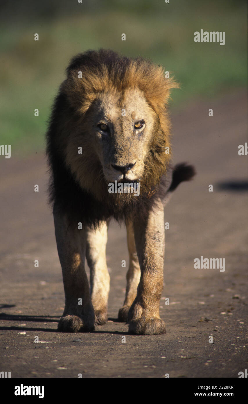 Foto dell'Africa,maschio di leone in strada a piedi per la fotocamera Foto Stock