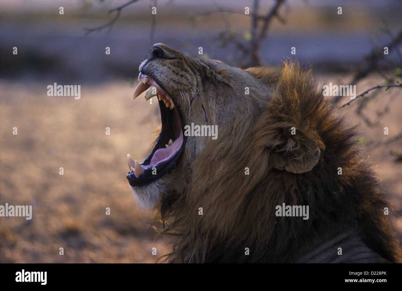 Foto di Africa, Maschio Lion apre la sua bocca Foto Stock