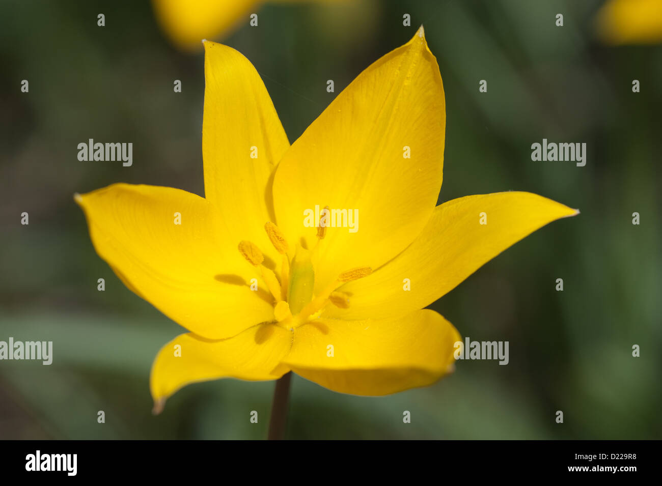 Wild-Tulpe, Weinberg-Tulpe (Tulipa sylvestris) Tulipano selvatico • Bayern, Deutschland Foto Stock