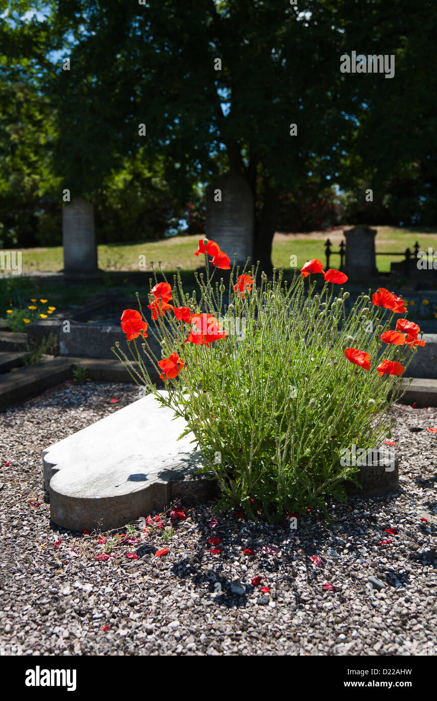 Wild papaveri rossi cresce accanto alla caduta di una pietra tombale. Cimitero di Christchurch, Canterbury, Isola del Sud, Nuova Zelanda Foto Stock