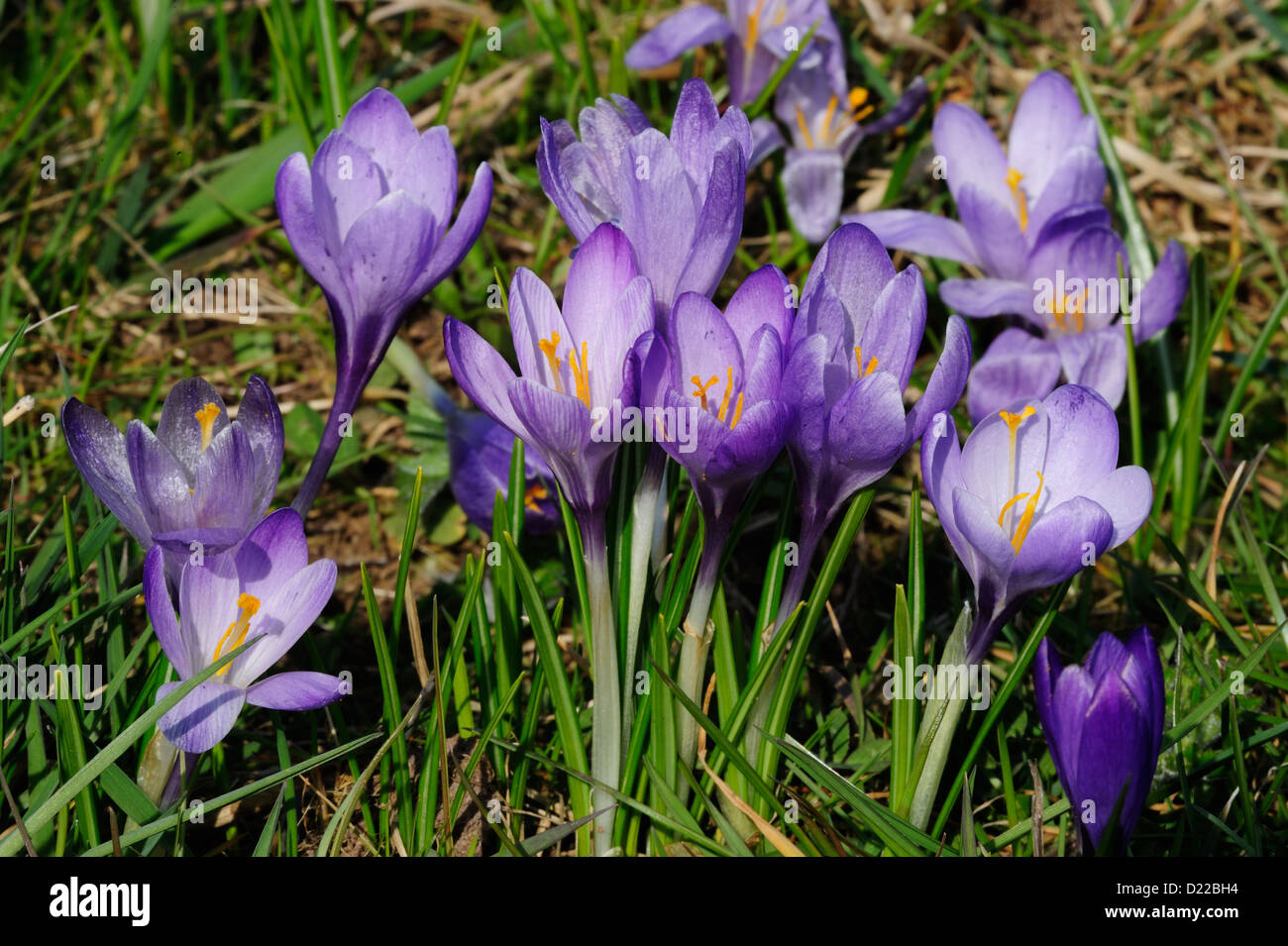 Fruehlings-Krokus, Fruehlings-Safran - Crocus • Mittelfranken, Bayern, Deutschland Foto Stock