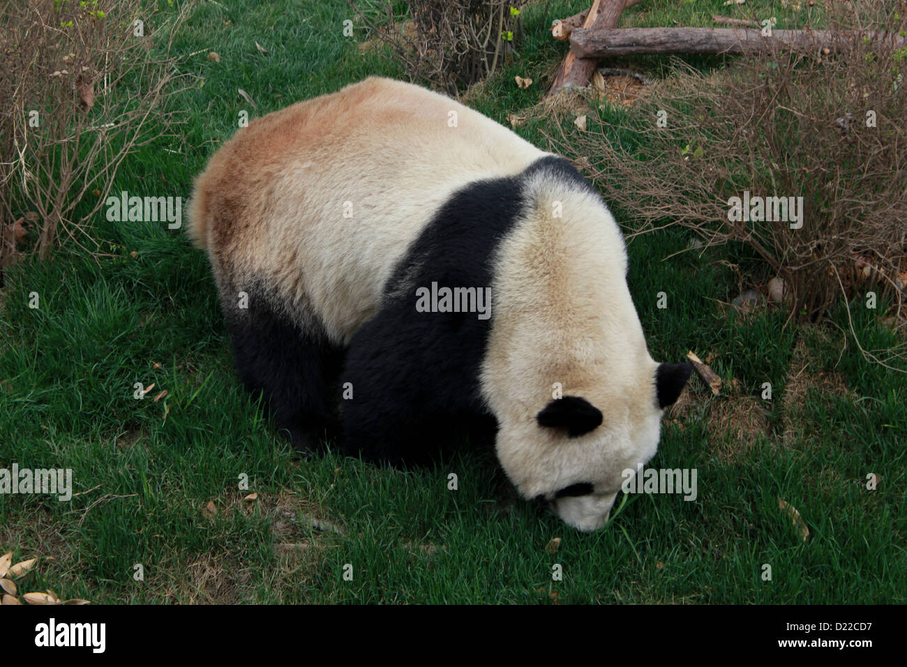Un panda a Chengdu Panda Base di ricerca, Cina Foto Stock