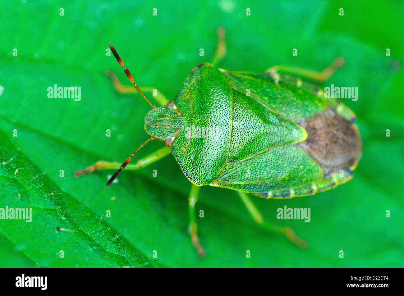 Comune di schermo verde bug. Foto Stock
