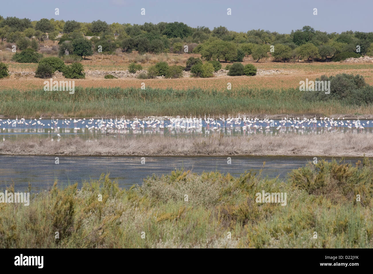 Riserva Naturale Oasi Faunistica di Vendicari: Pantano Roveto - colonia di flamingo Foto Stock