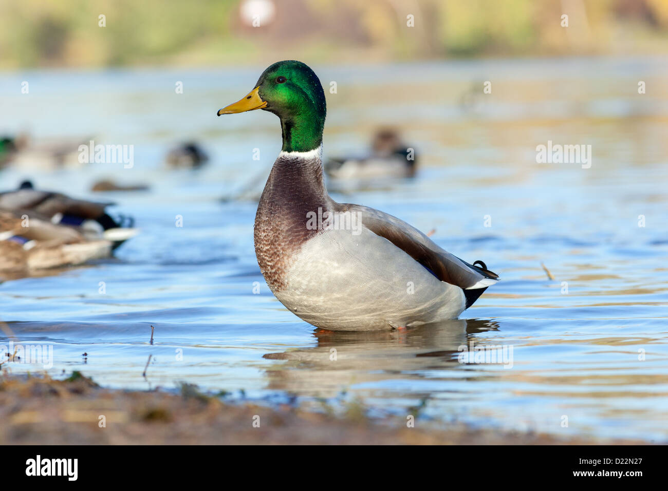 Anas platyrhynchos, Germano reale. Uccello selvatico in un habitat naturale. Fotografia della fauna selvatica. Foto Stock