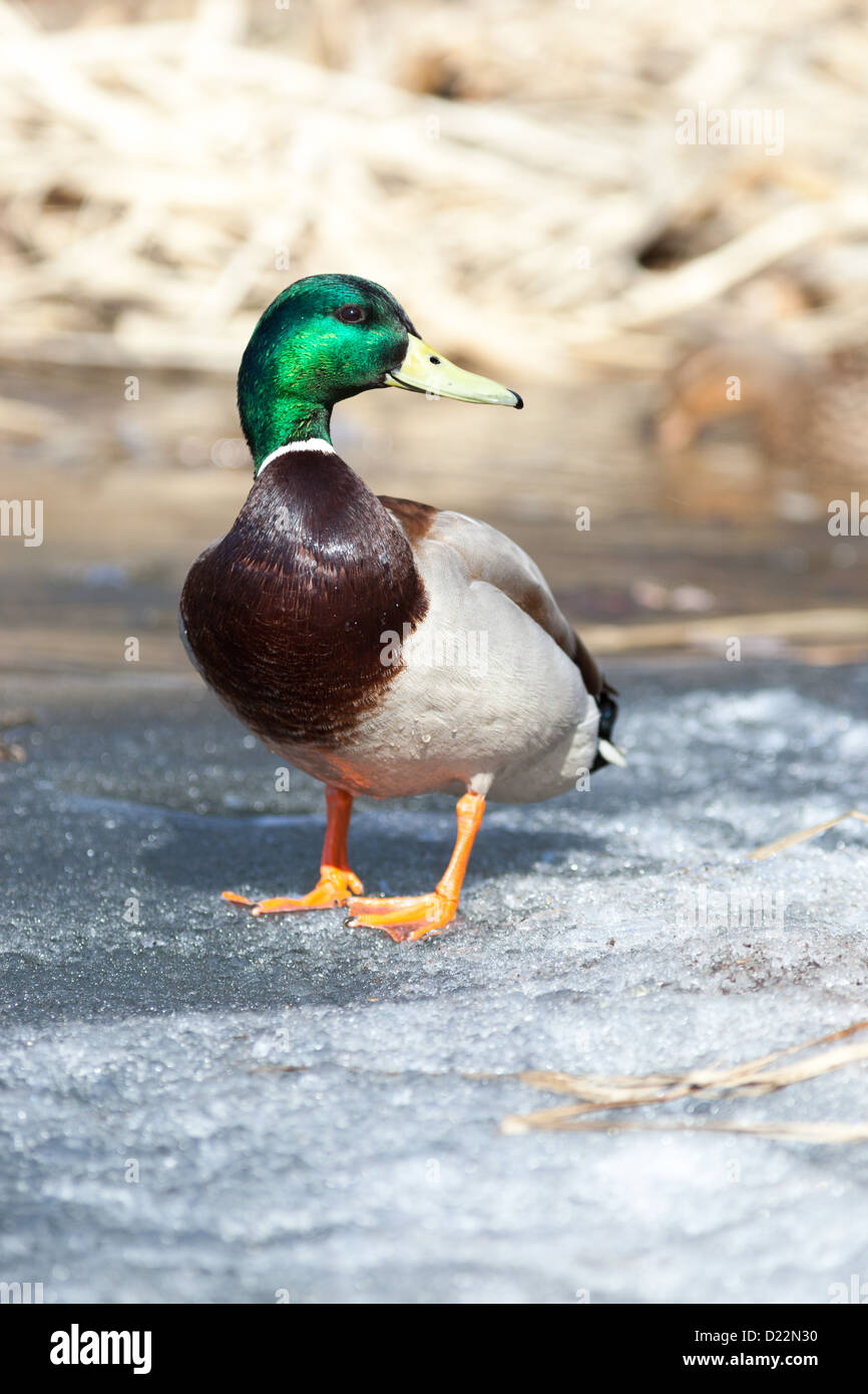 Anas platyrhynchos, Germano reale. Uccello selvatico in un habitat naturale. Fotografia della fauna selvatica. Foto Stock
