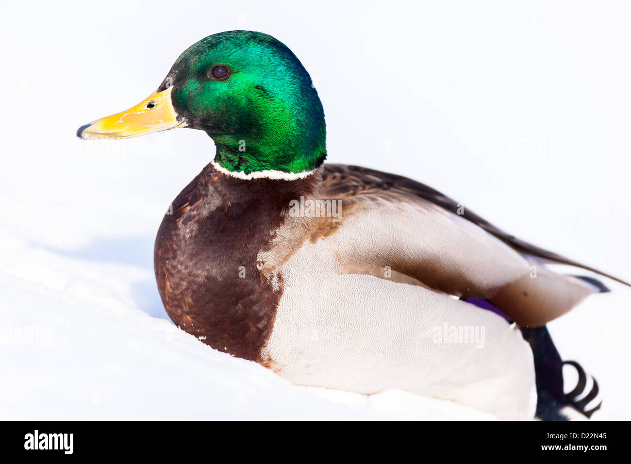 Anas platyrhynchos, Germano reale. Uccello selvatico in un habitat naturale. Fotografia della fauna selvatica. Foto Stock