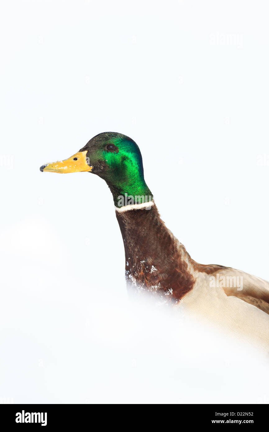Anas platyrhynchos, Germano reale. Uccello selvatico in un habitat naturale. Fotografia della fauna selvatica. Foto Stock