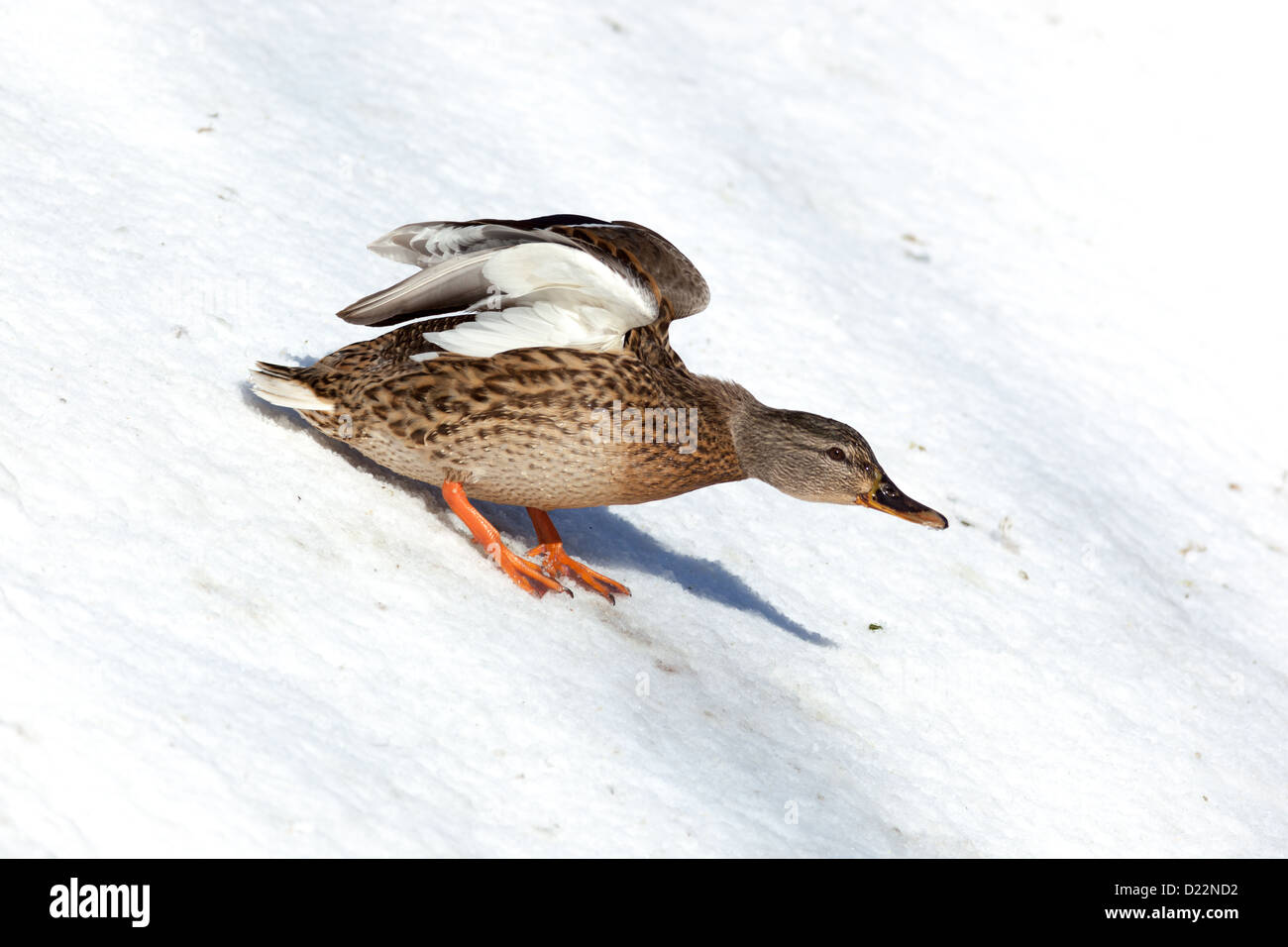Anas platyrhynchos, Germano reale. Uccello selvatico in un habitat naturale. Fotografia della fauna selvatica. Foto Stock