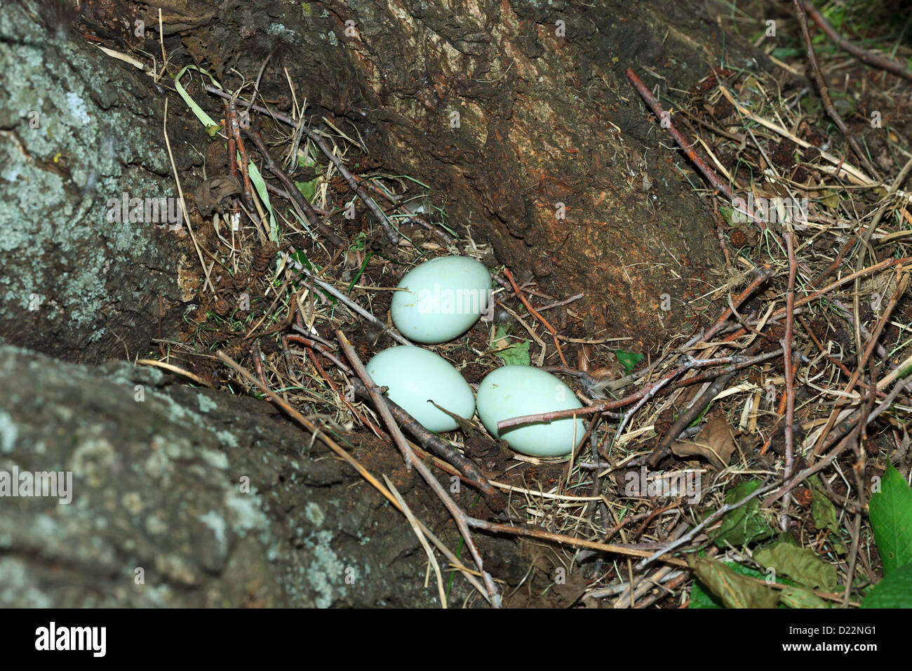 Parzialmente addomesticati mallard aveva nidificato sulle rive del fiume. Anas platyrhynchos, Germano reale. Foto Stock