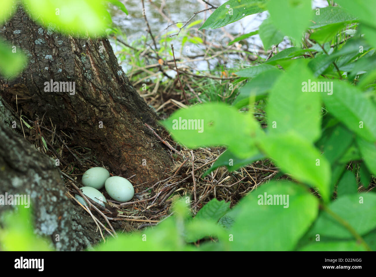 Parzialmente addomesticati mallard aveva nidificato sulle rive del fiume. Anas platyrhynchos, Germano reale. Foto Stock