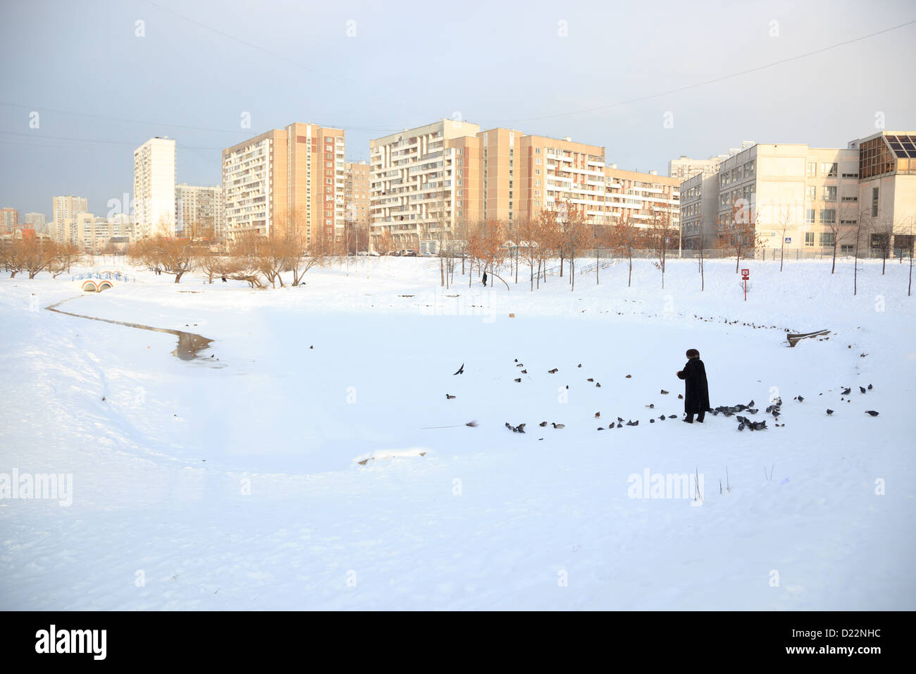 Anas platyrhynchos, Germano reale. Uccello selvatico in un habitat naturale. Fotografia della fauna selvatica. Foto Stock