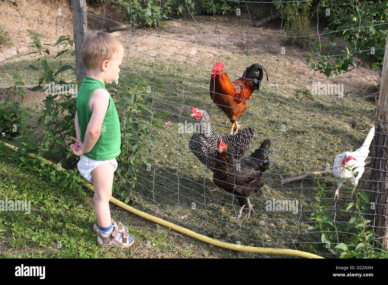 Birkach, Germania, infantile affronta un Huehnerstall Foto Stock