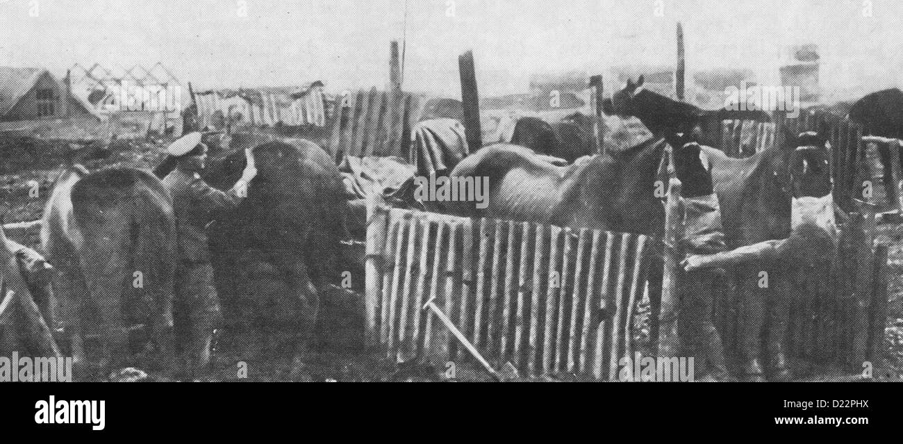 Tendendo a cavalli al fronte durante la Prima Guerra Mondiale Foto Stock