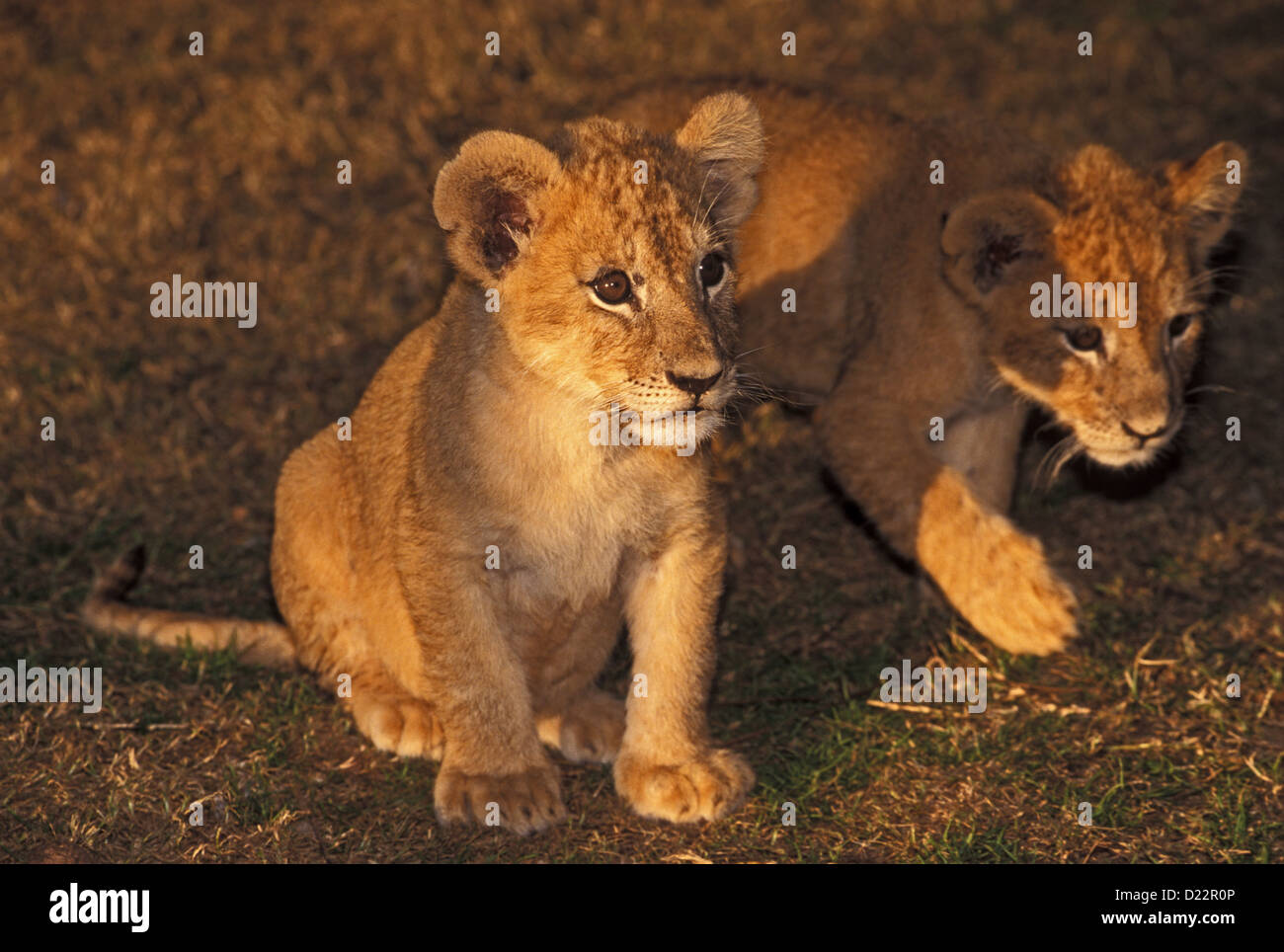Lion Panthera leo deserto selvaggio, Gentry, Arkansas, Stati Uniti novembre capretti Felidae Foto Stock