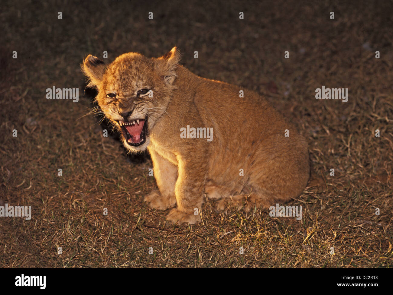 Lion Panthera leo deserto selvaggio, Gentry, Arkansas, Stati Uniti novembre capretti Felidae Foto Stock