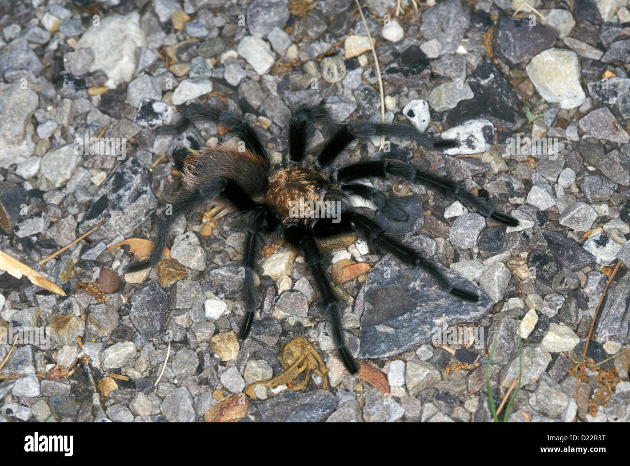 Texas Brown Tarantola Aphonopelma hentzi Mt. Magazine, Arkansas, Stati Uniti 14 giugno maschio adulto Theraphosidae Foto Stock