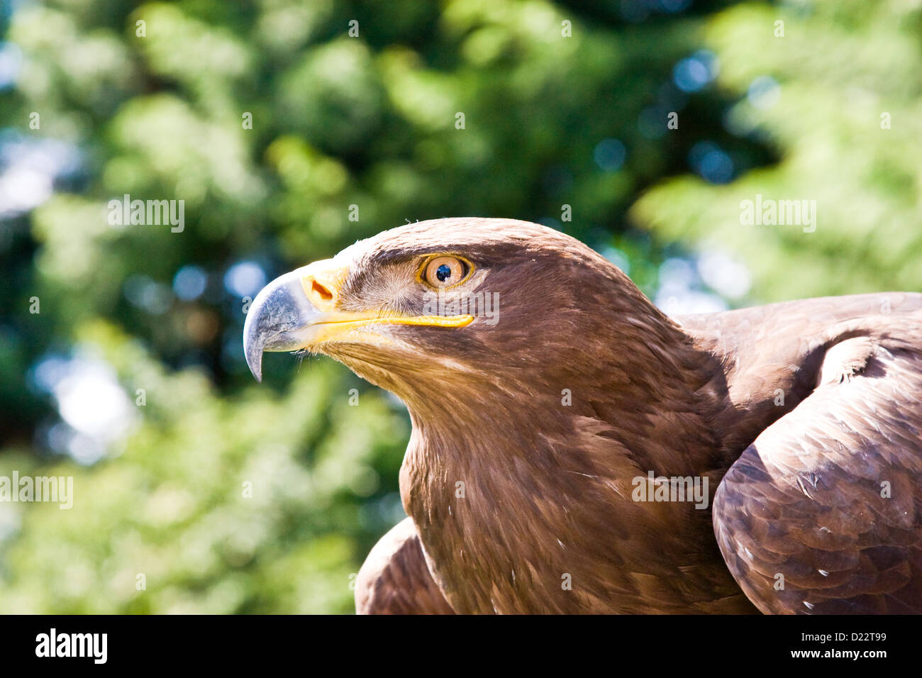 Un falco in un giorno di falconeria a Greetham Centro giardino Foto Stock